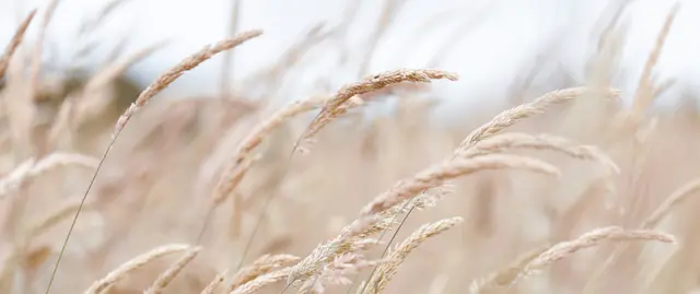 A close-up of a field of tall grass, representing peaceful reflection and growth at Anika's individual and couples therapy practice.