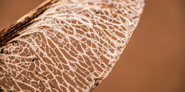 A delicate autumn leaf resting in soft light, symbolizing transition and gentle grief therapy in Los Gatos.