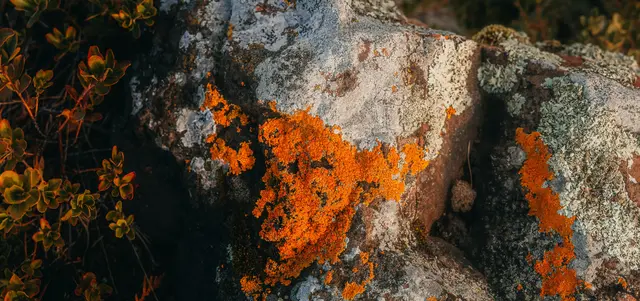 Resilient orange lichen thriving on a solid rock, representing healing in religious trauma couples counseling.