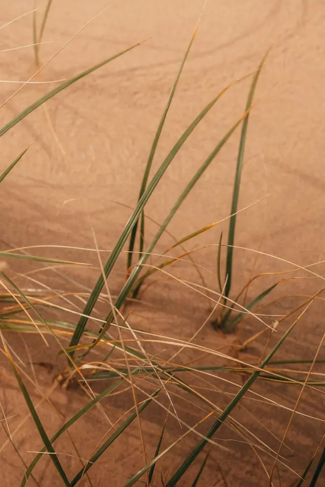 A close up of some grass in the sand