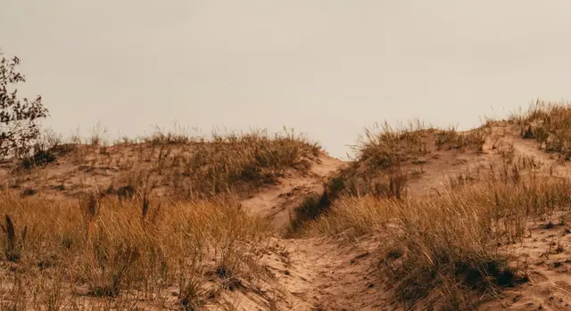 A sunny dirt path winding through an open field, symbolizing liberation in religious trauma therapy.