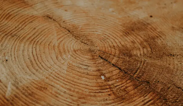 Growth rings in a cut log cross-section, illustrating depth-oriented therapy for relationship patterns in SF.
