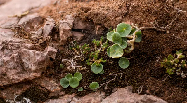 A young green sprout emerging from soil, reflecting growth and mindful anxiety therapy in Los Gatos.