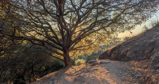 A winding path through branching trees, illustrating the journey of healing in infidelity counseling.